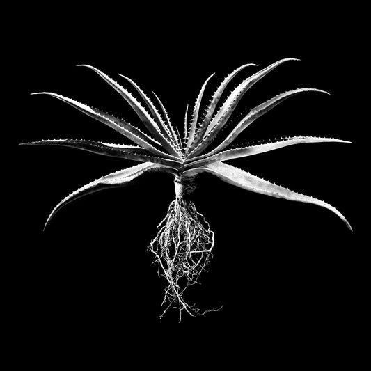 David Ballam - Aloe 01