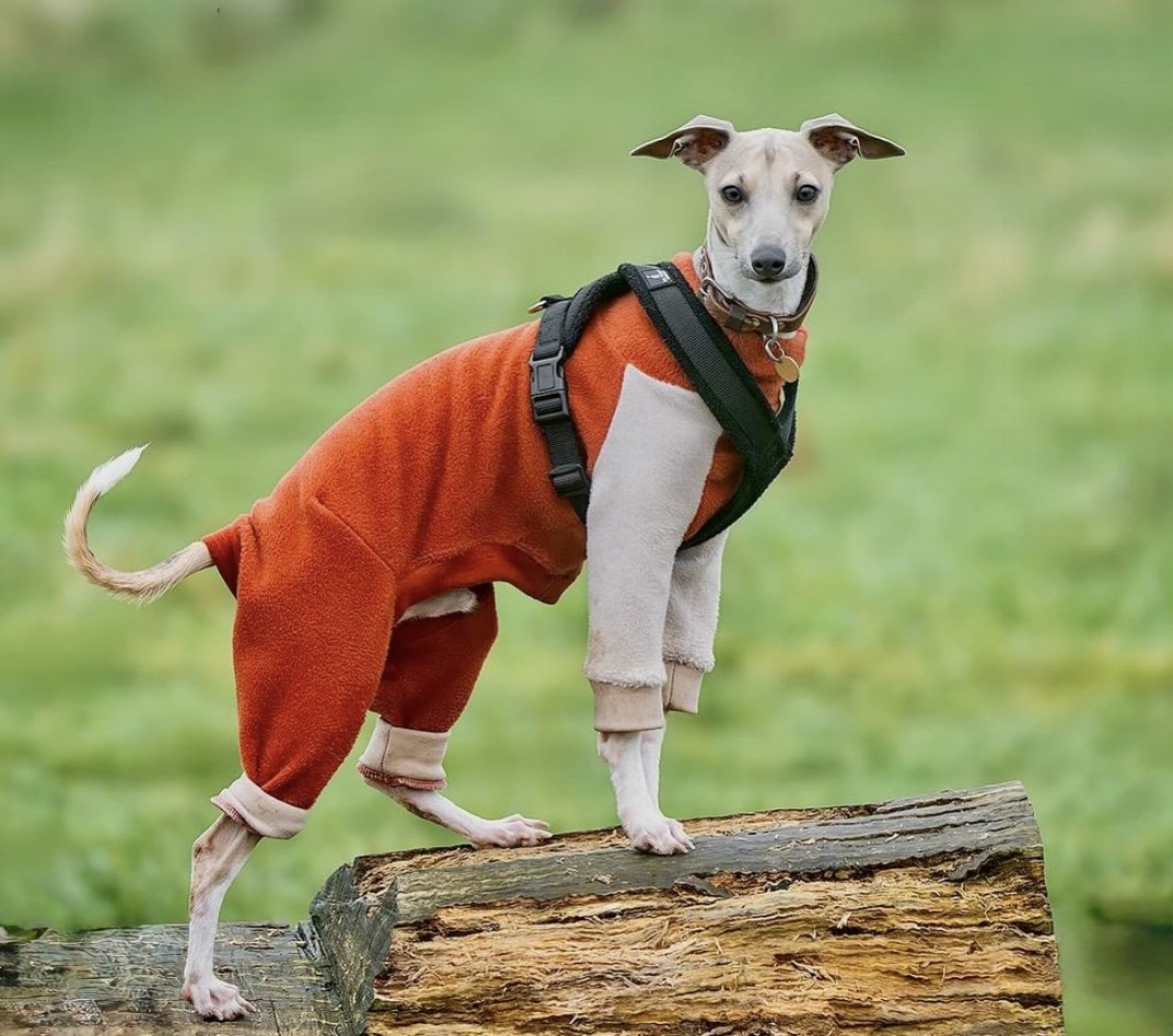 Fleece Lined Sweatshirt Suit - Pumpkin Spice