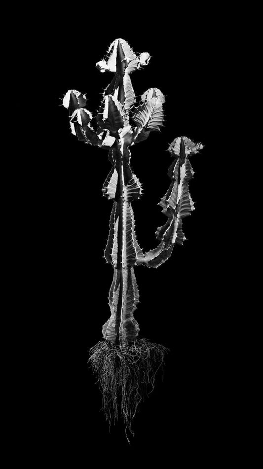 David Ballam - Aloe 09