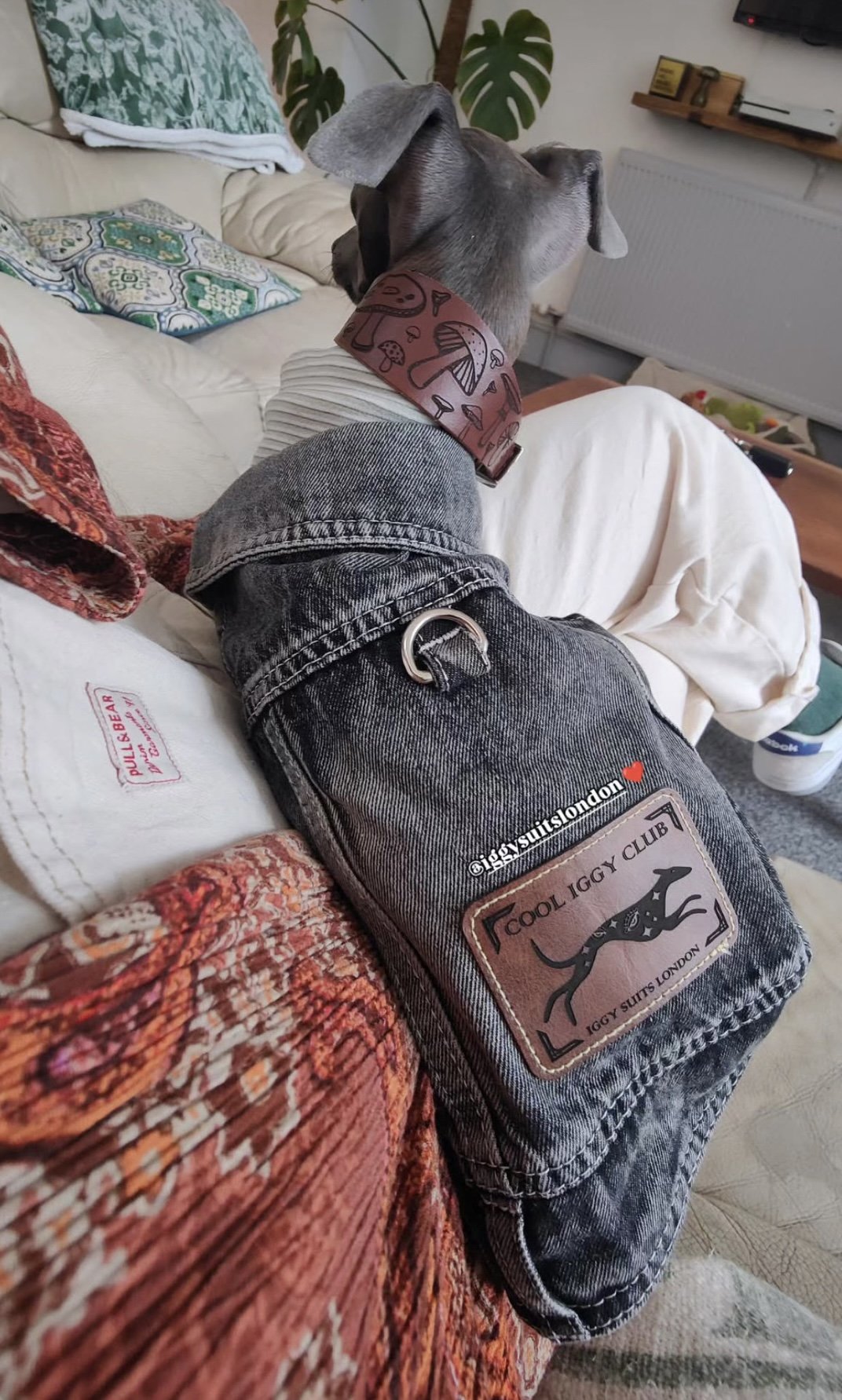 Denim Jacket - Cool Iggy Club