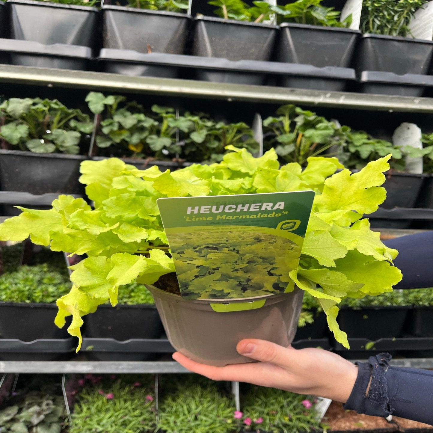 Heuchera 'Lime Marmalade' 9cm / 2L