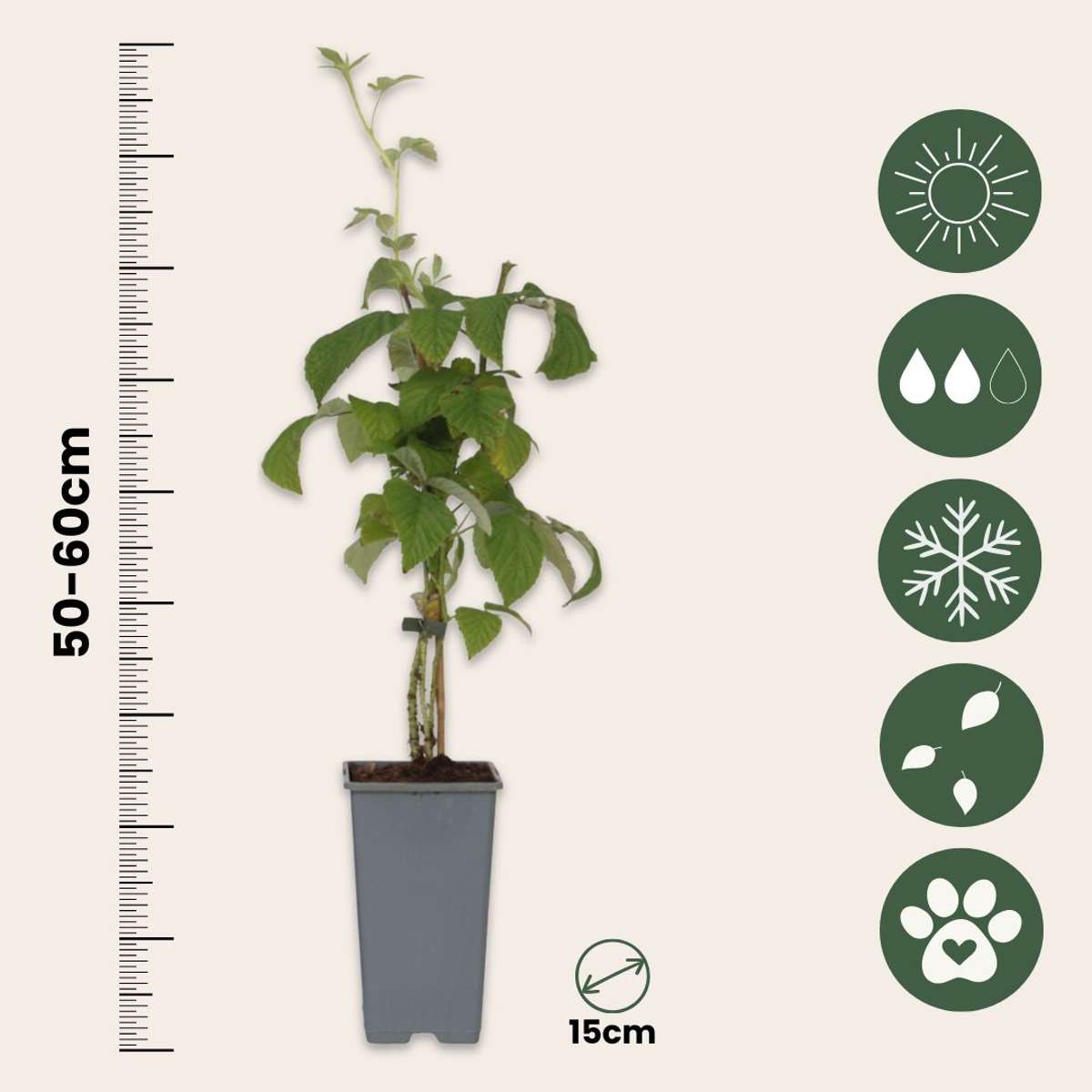 Raspberry plant - 2 pcs. - Rubus idaeus 'Malling Promise' - H50-60cm - ⌀15cm