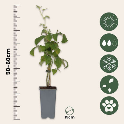 Raspberry plant - 2 pcs. - Rubus idaeus 'Malling Promise' - H50-60cm - ⌀15cm