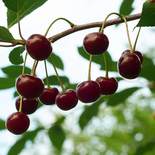 Cherry Tree - Prunus avium - Sweet Cherry - Height 90-110cm - ⌀23cm