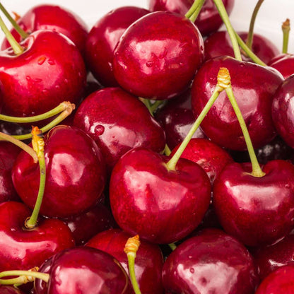 Cherry Tree - Prunus avium 'Stella' - Sweet Cherry - Height 90-110cm - ⌀23cm