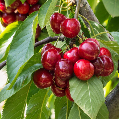 Cherry Tree - Prunus avium 'Stella' - Sweet Cherry - Height 90-110cm - ⌀23cm