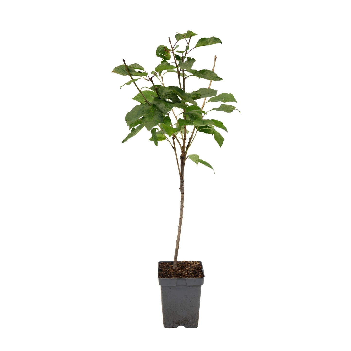 Cherry Tree - Prunus avium 'Stella' - Sweet Cherry - Height 90-110cm - ⌀23cm
