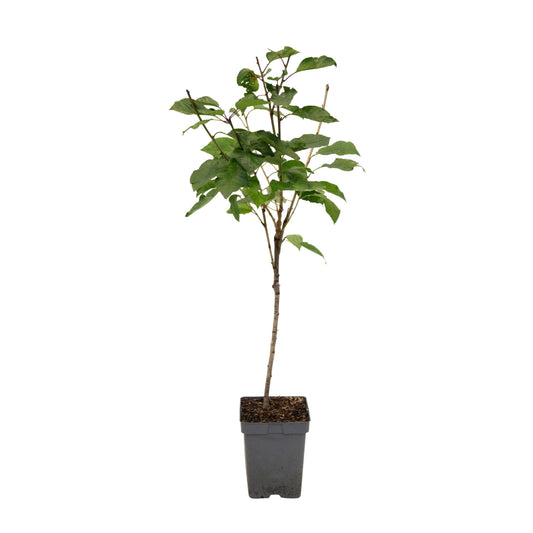 Cherry Tree - Prunus avium 'Stella' - Sweet Cherry - Height 90-110cm - ⌀23cm