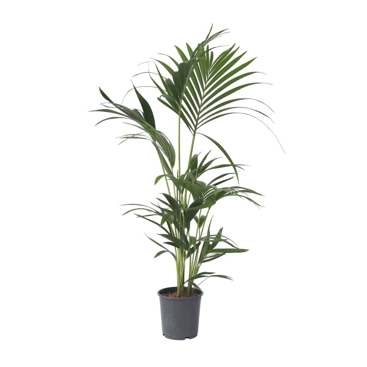 Kentia Palm - Howea forsteriana - Height 90-100cm - ⌀18cm
