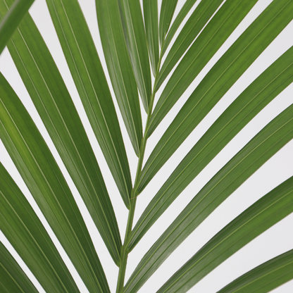 Kentia Palm - 2 pcs. - Howea forsteriana - Height 90-100cm - ⌀18cm