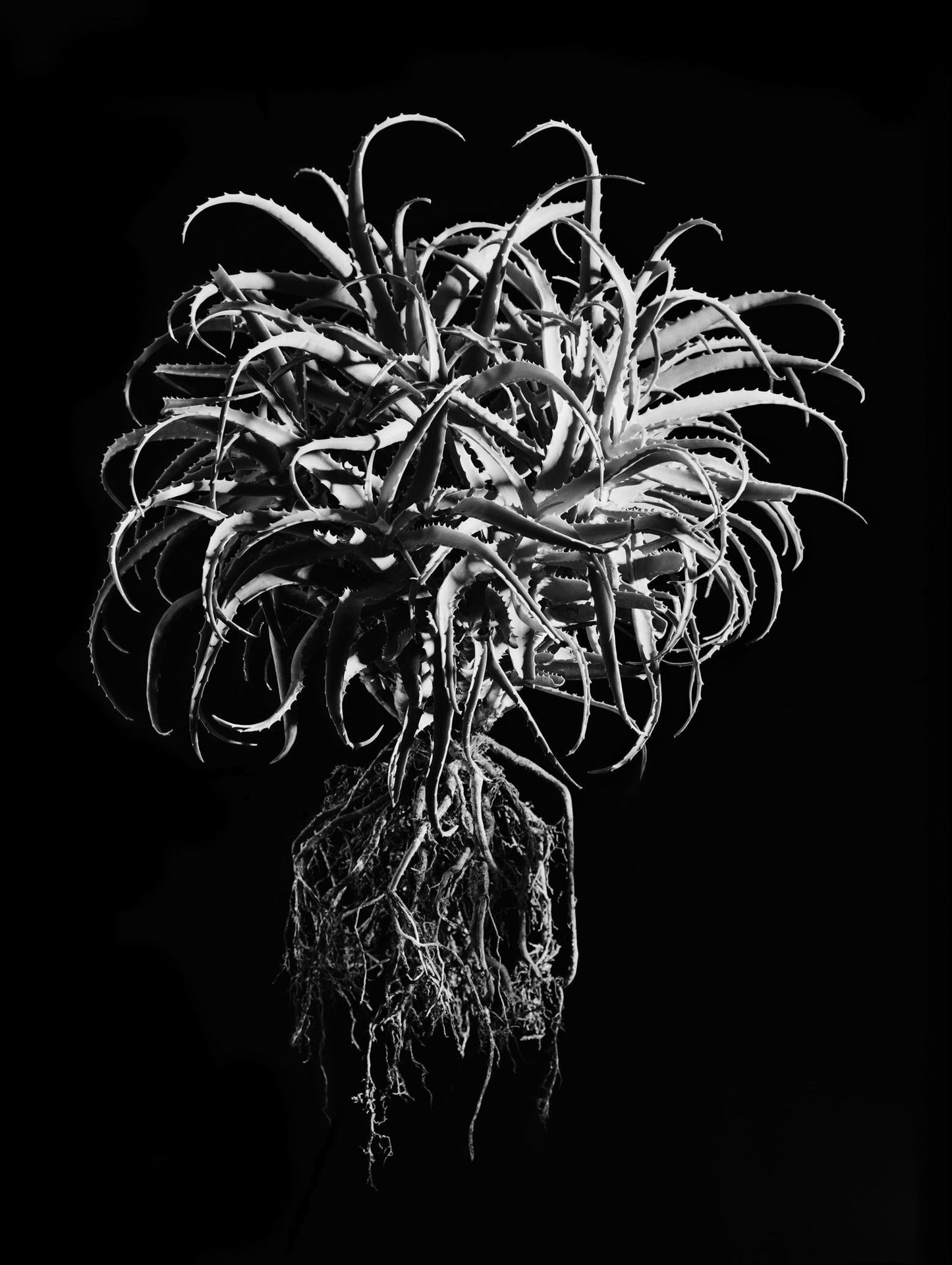 David Ballam - Aloe 11