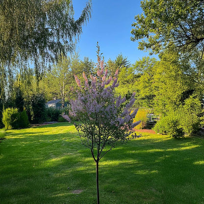 Flamingo Willow - 4 pcs. - Salix integra 'Flamingo' - Height 60-80cm - ⌀17cm