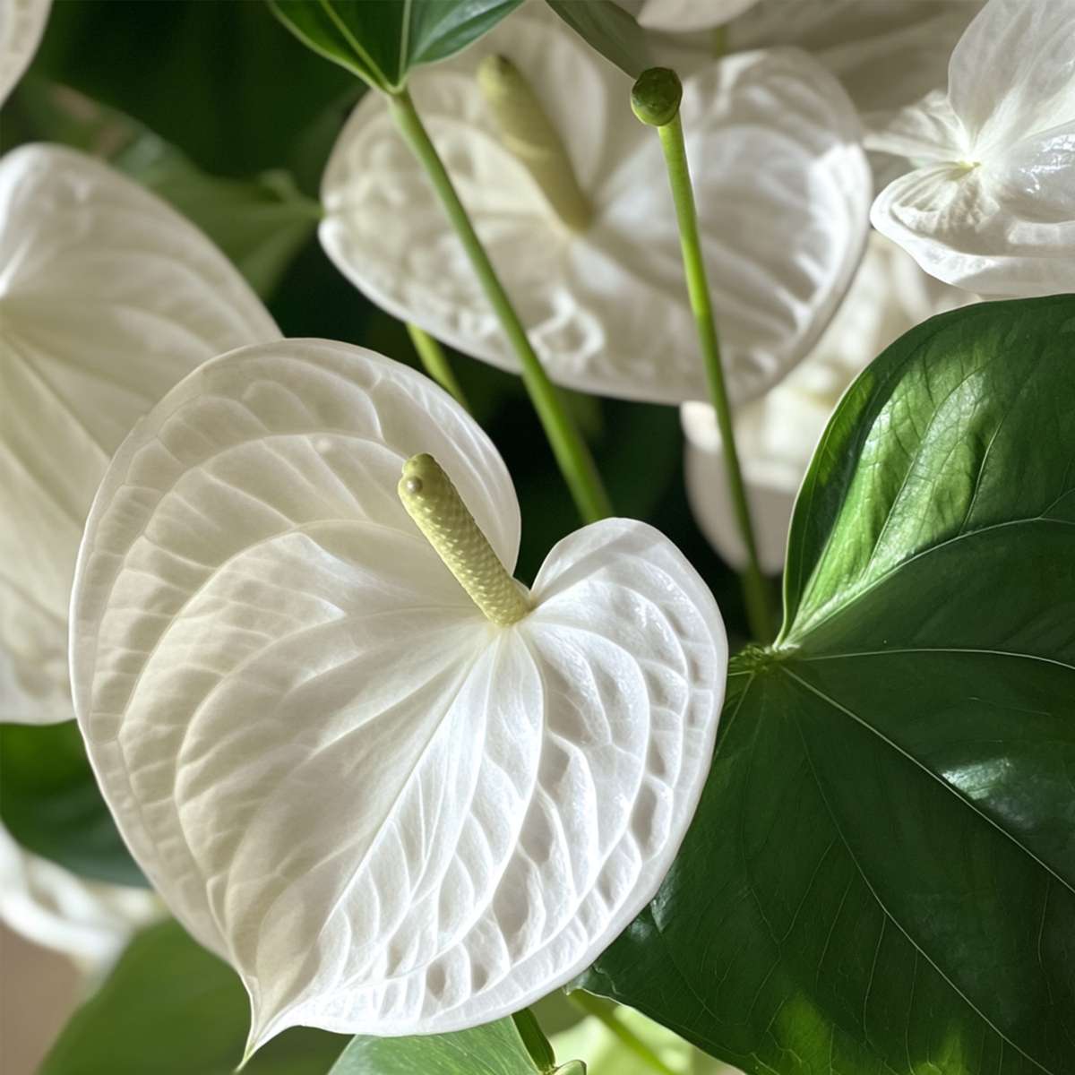 Laceleaf - Anthurium 'Alpine White' - Height 40-55cm - ø14cm
