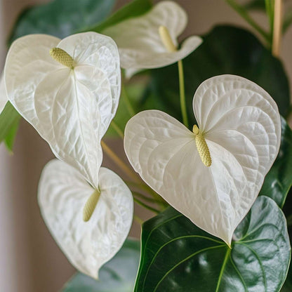 Laceleaf - Anthurium 'Alpine White' - Height 40-55cm - ø14cm