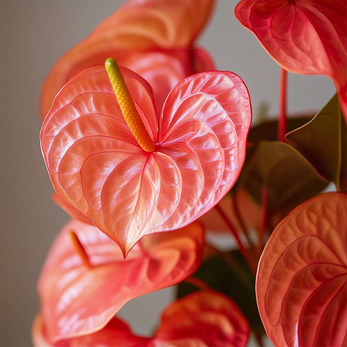 Laceleaf - Anthurium 'Madural Orange' - Height 55-70cm - ø17cm