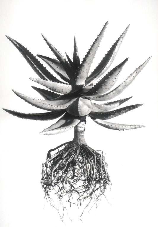 David Ballam - Aloe 14