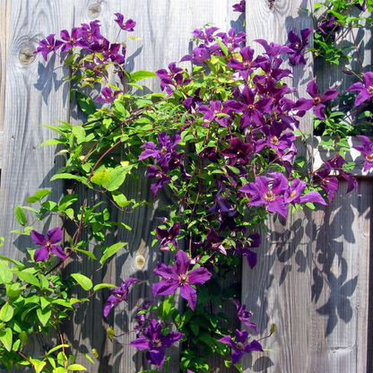 Leather flower - Clematis 'The President' - Height 100-120cm - ⌀17cm