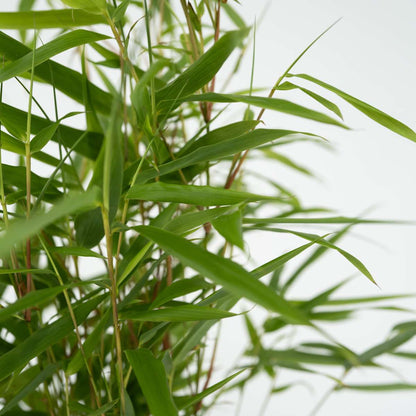 Dragonhead Bamboo - 3 pcs. - Fargesia rufa - Height 25-40cm - ⌀13cm