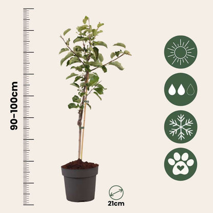 Apple tree - Malus domestica 'Elstar' - Height 90-100cm - ⌀21cm