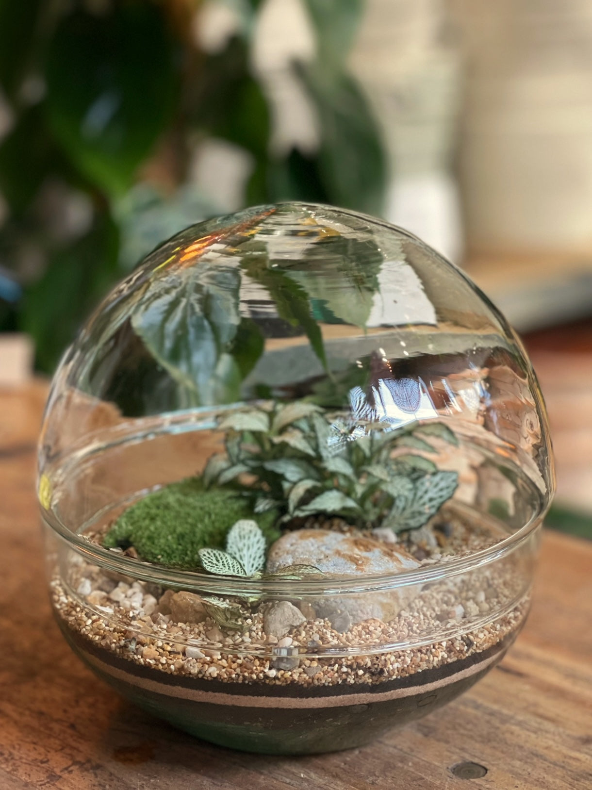 Globe Terrarium Kit 19.5cm x 19.5cm