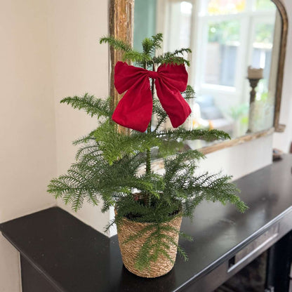 Norfolk Island Pine - Araucaria heterophylla - Height 45-55cm - ⌀14cm