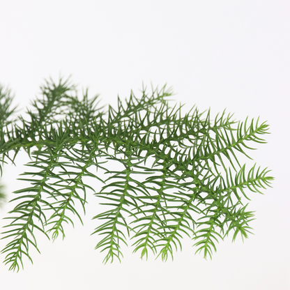 Norfolk Island Pine - Araucaria heterophylla - Height 45-55cm - ⌀14cm