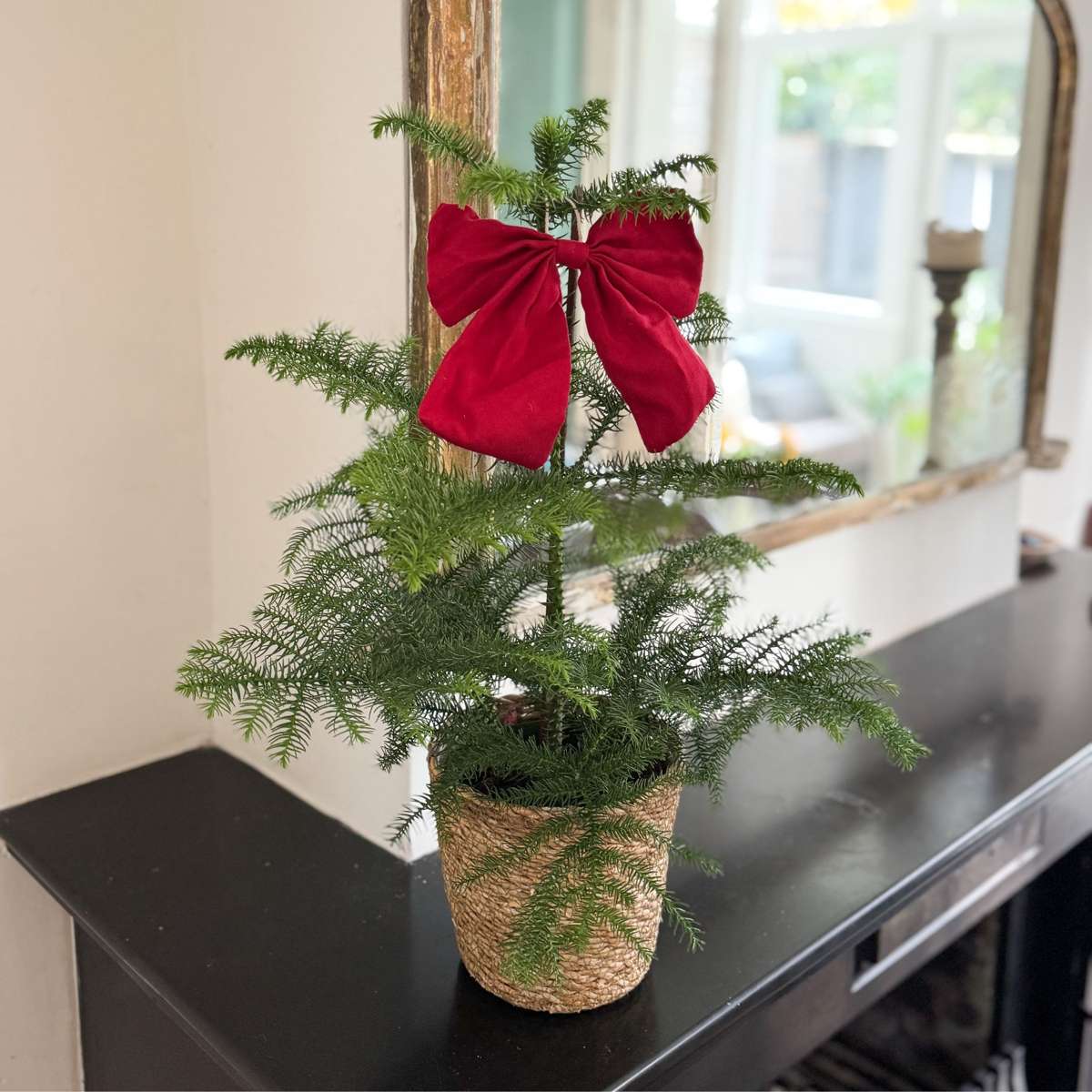 Norfolk Island Pine - Araucaria heterophylla - Height 45-55cm - ⌀14cm