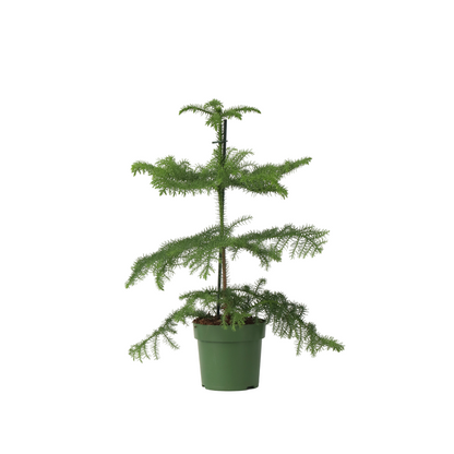 Norfolk Island Pine - Araucaria heterophylla - Height 45-55cm - ⌀14cm