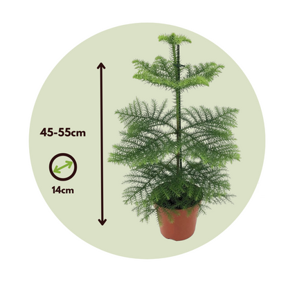 Norfolk Island Pine - Araucaria heterophylla - Height 45-55cm - ⌀14cm
