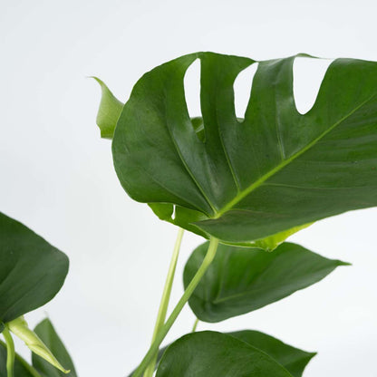 Swiss Cheese Plant - 2 pcs. - Monstera deliciosa - Height 50-60cm - ⌀17cm