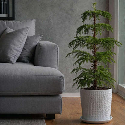 Norfolk Island Pine - Araucaria heterophylla - Height 50-60cm - ⌀17cm