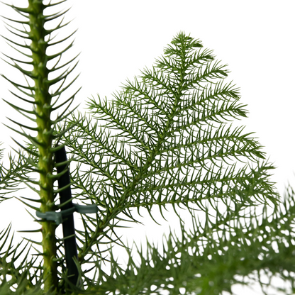 Norfolk Island Pine - Araucaria heterophylla - Height 50-60cm - ⌀17cm
