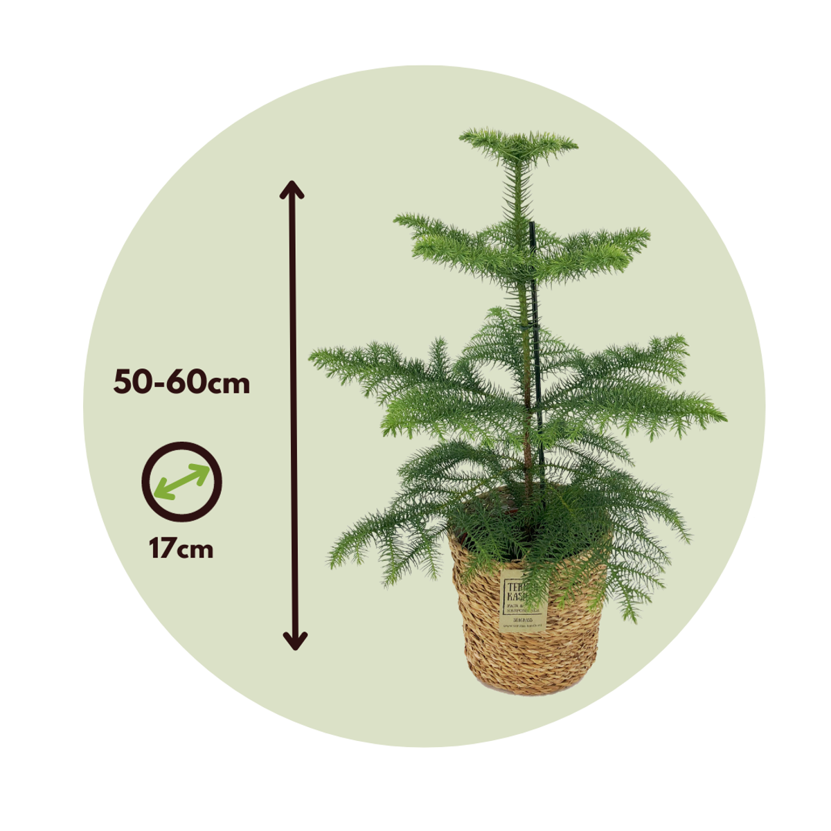 Norfolk Island Pine - Araucaria heterophylla - Height 50-60cm - ⌀17cm