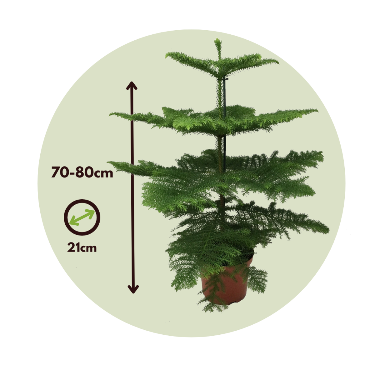 Norfolk Island Pine - Araucaria heterophylla - Height 70-80cm - ⌀21cm