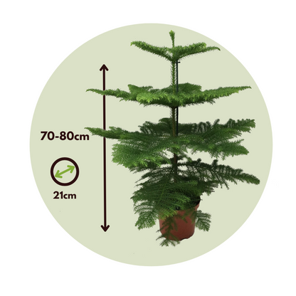 Norfolk Island Pine - Araucaria heterophylla - Height 70-80cm - ⌀21cm