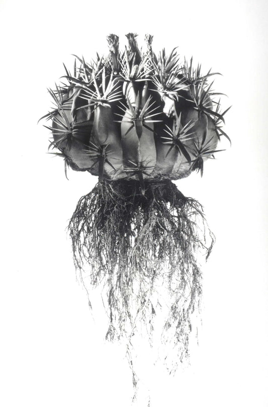 David Ballam - Aloe 18