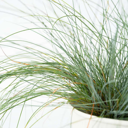 Blue fescue - 18 pcs. - Festuca glauca 'Elijah Blue' - Height 10-15cm - ⌀9cm