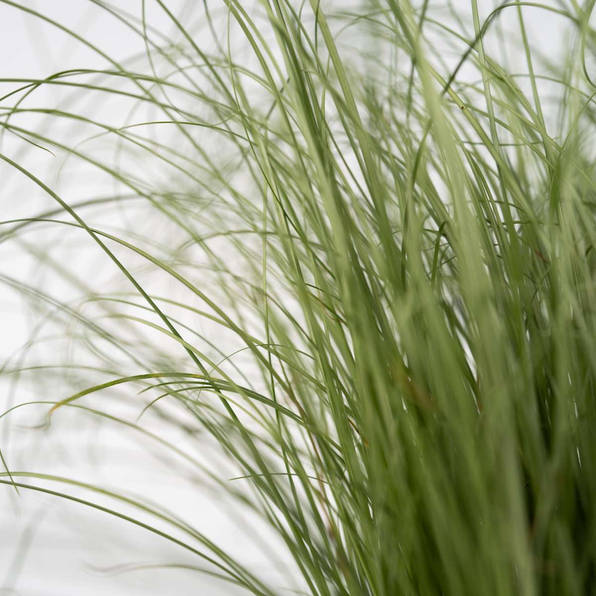Blue fescue - 18 pcs. - Festuca glauca 'Elijah Blue' - Height 10-15cm - ⌀9cm