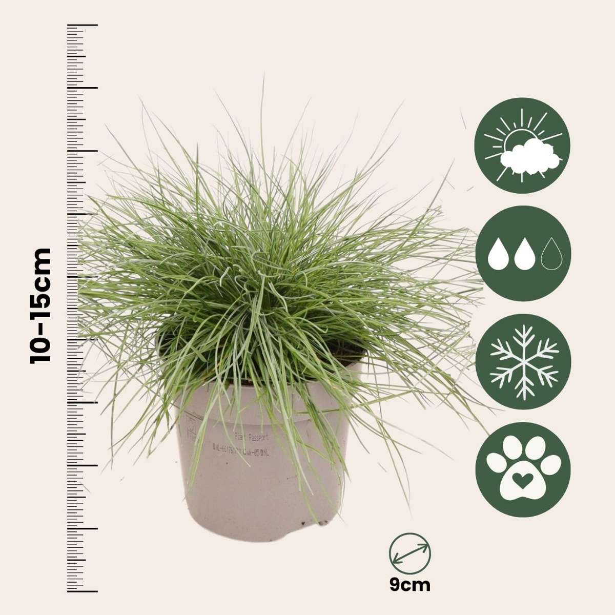 Blue fescue - 18 pcs. - Festuca glauca 'Elijah Blue' - Height 10-15cm - ⌀9cm