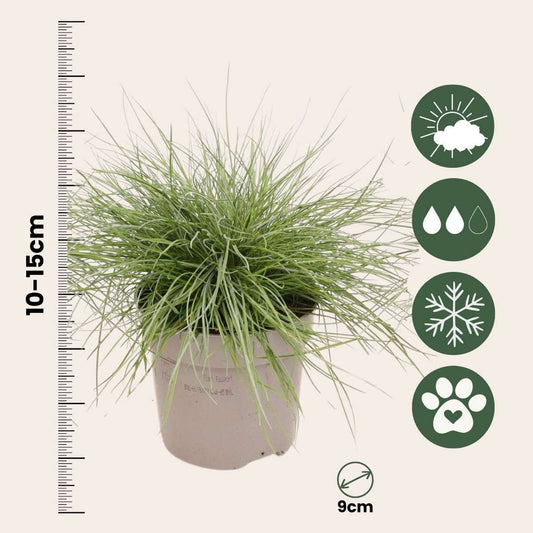 Blue fescue - 18 pcs. - Festuca glauca 'Elijah Blue' - Height 10-15cm - ⌀9cm