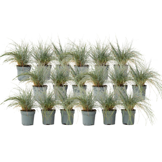 Blue fescue - 18 pcs. - Festuca glauca 'Elijah Blue' - Height 10-15cm - ⌀9cm