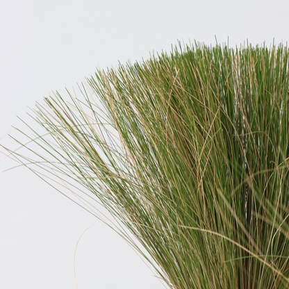 Mexican feather grass - 6 pcs. - Stipa tenuifolia 'Pony Tails' - H20-30cm - ⌀9cm