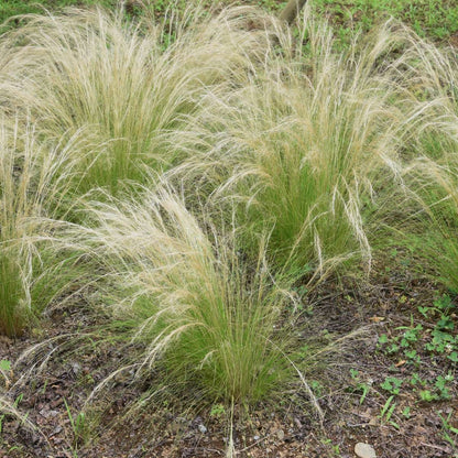 Mexican feather grass - 18 pcs - Stipa tenuifolia 'Pony Tails' - H20-30cm - ⌀9cm