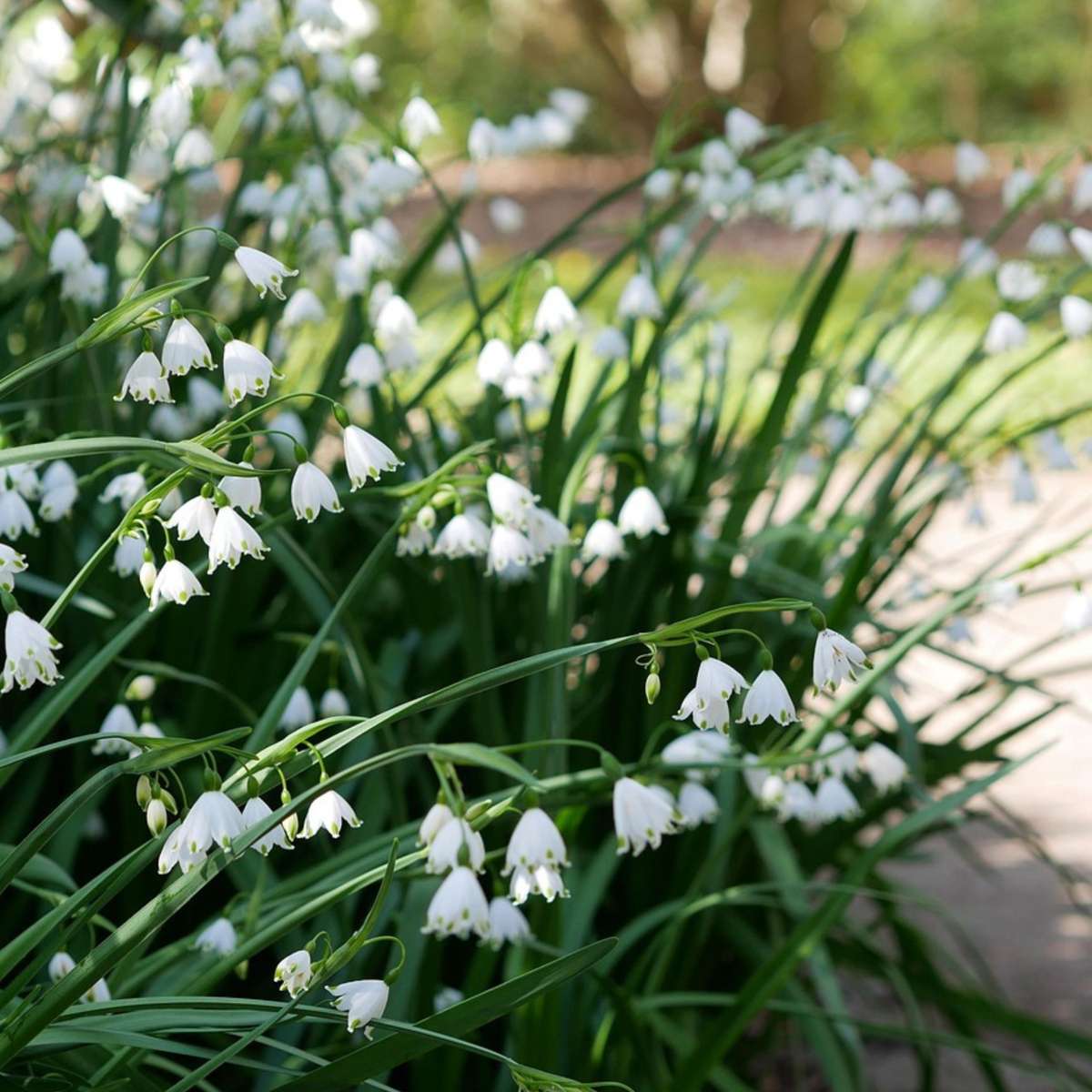 Summer Snowflake - 40 pcs. - Leucojum aestivum - Flower Bulbs - White