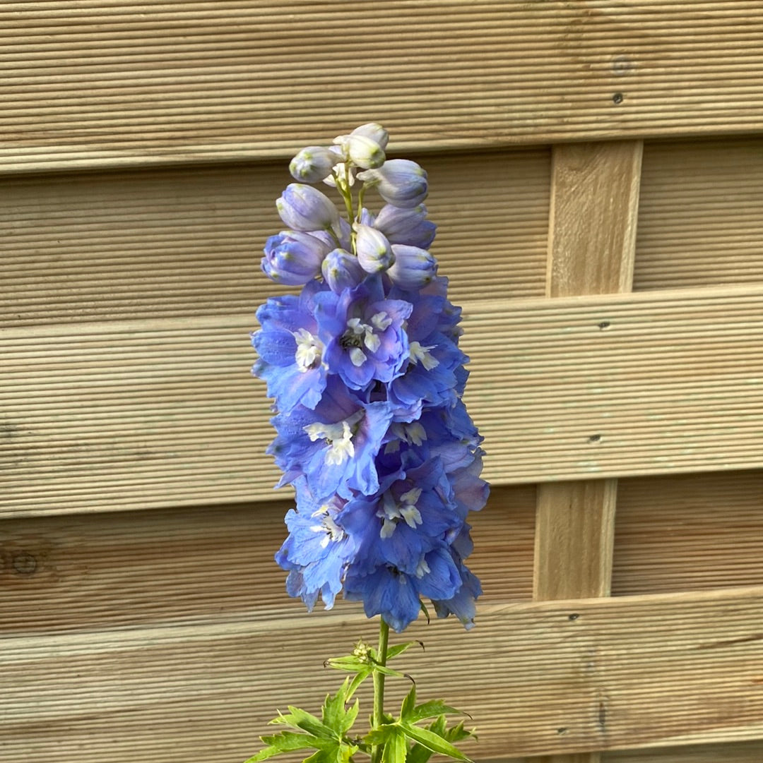 Delphinium 'Magic Fountain Sky Blue' 9cm