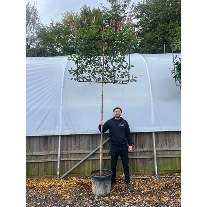 Photinia 'Red Robin' Pleached Tree - 1.8m Stem, 1.2m x 1m (Metal Frame)