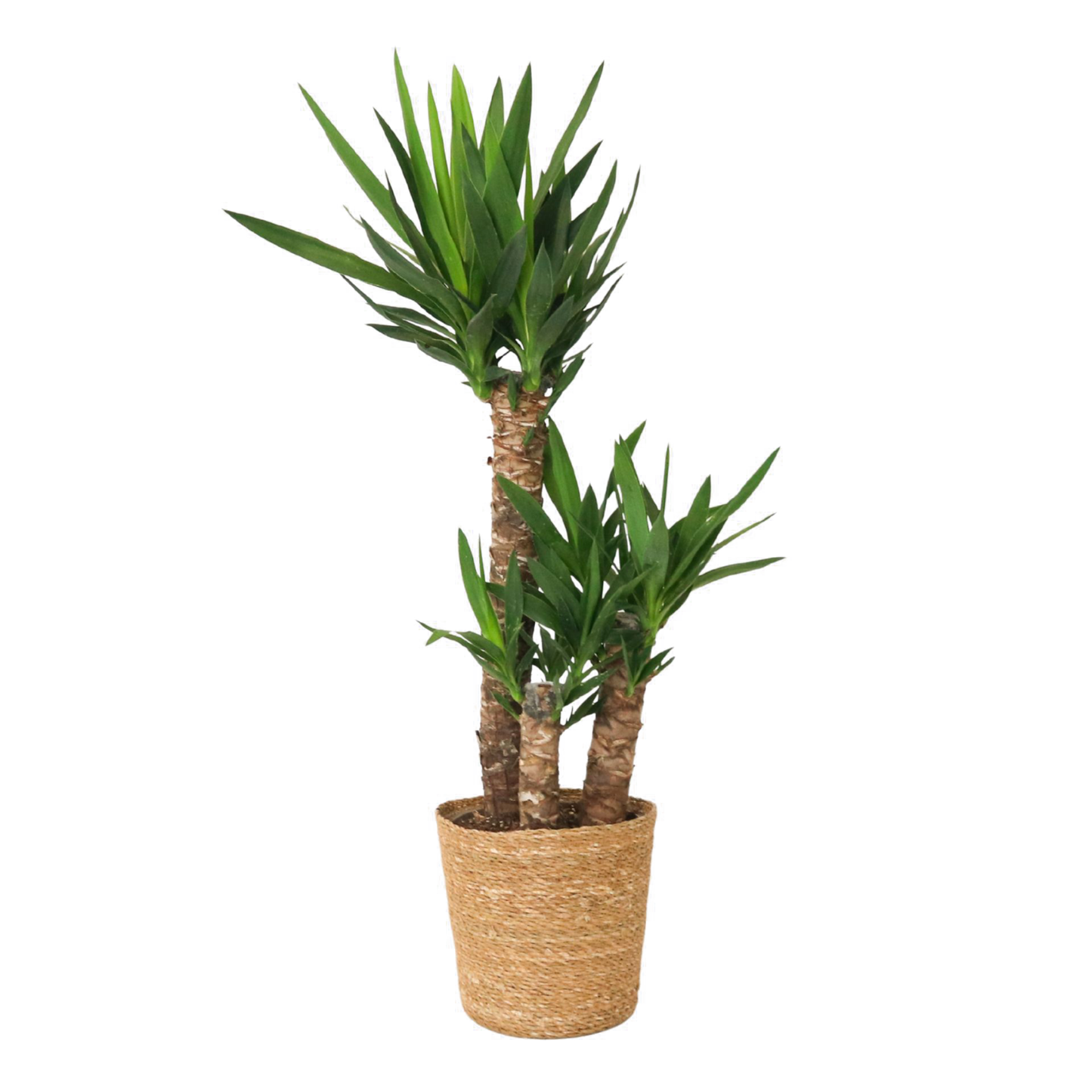 Common Yucca - Yucca elephantipes - Height 70-80cm - ⌀21cm