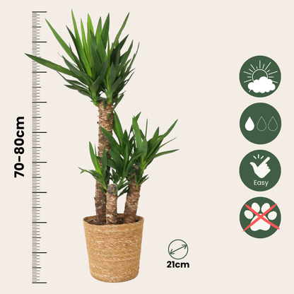 Common Yucca - Yucca elephantipes - Height 70-80cm - ⌀21cm