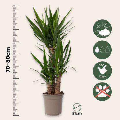 Common Yucca - 2 pcs. - Yucca elephantipes - Height 70-80cm - ⌀21cm