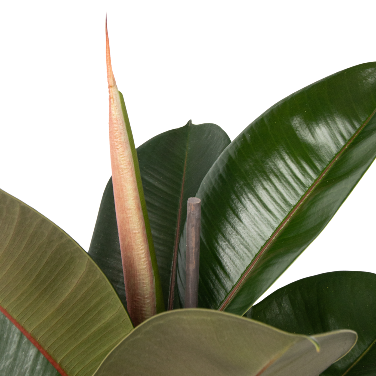 Rubber Plant - Ficus Elastica 'Robusta' - Height 75-100cm - ⌀24cm